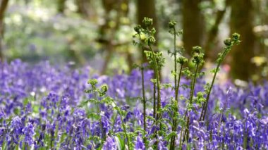 BlueBell 'de yetişen eğrelti otları. 