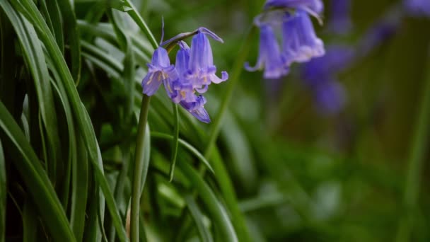 Flores silvestres Bluebell creciendo en bosques de cerca — Vídeos de Stock
