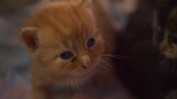 Симпатичный рыжий портрет котенка — стоковое видео