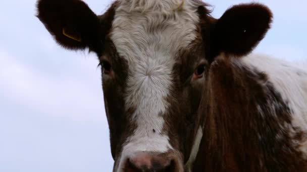 Brown and white British cow looking into the camera medium shot — Stok video