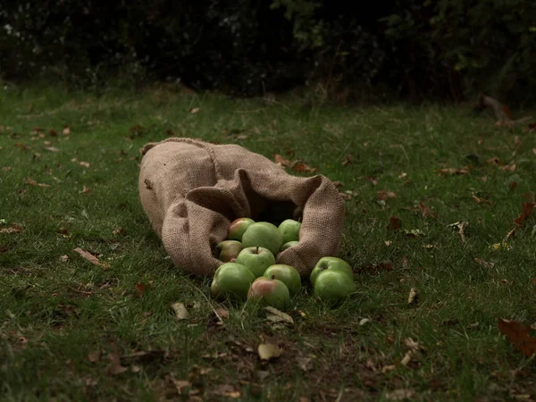 Freshly picked green apples in hessian sack in autumn meadow — Foto Stock