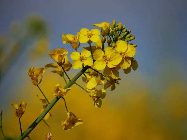 Rapeseed plant flowering in full bloom close up shot — Stock Photo, Image