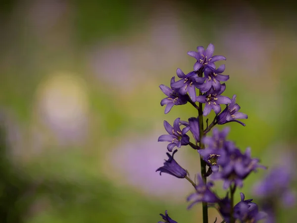 Bluebell dzikie kwiaty rosnące w lesie na bokeh tle — Zdjęcie stockowe
