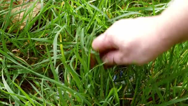 Finding lost cellphone left in the grass — Stockvideo