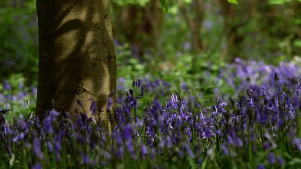 Bluebell Wildblumen wachsen in Wald gefleckt Licht mittel Schuss — Stockvideo