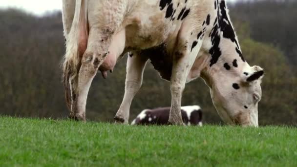 Black and white cow grazes on farmland white shot — Stok video
