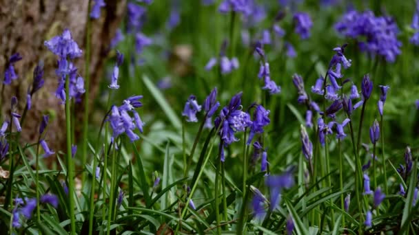 Bluebell-Wildblumen wachsen im Wald medium shot — Stockvideo