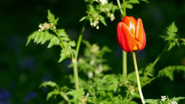 Single solitary red tulip grows in bracken woodland — Stock Video