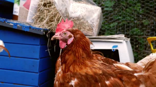 Hens roam free in farmyard looking around — Vídeo de Stock