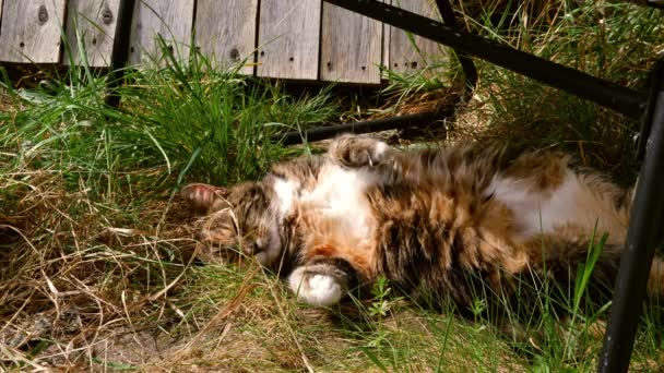 Äldre katt slappnar av i trädgården — Stockvideo