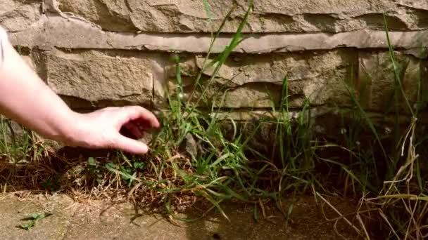 Woman weeding grass from garden wall and path — Stockvideo