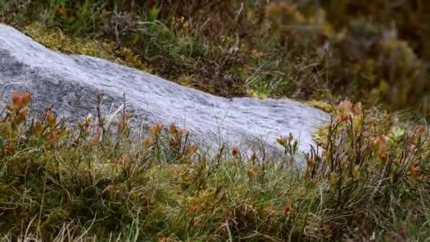 Άγρια ρείκια φυτρώνουν γύρω από την πέτρα στο Yorkshire Dales Αγγλία — Αρχείο Βίντεο