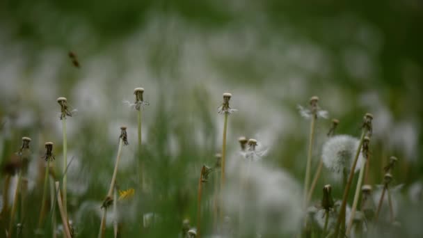 Dandelions blow balls in spring meadow fallow land — Vídeos de Stock