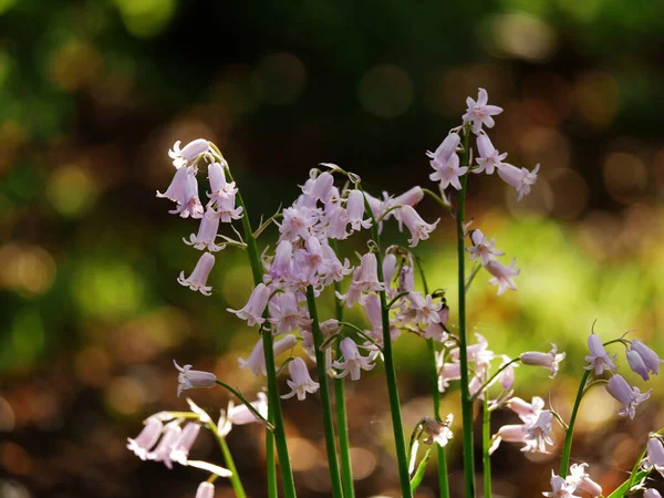 Pink bluebell wildflowers growing in woodland on sunlight bokeh background — Stock fotografie