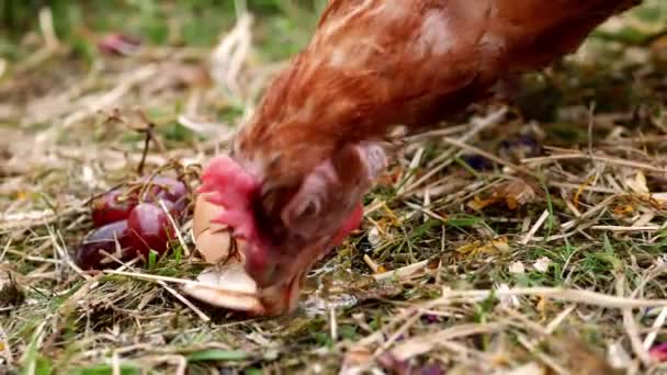 Hen feeds on broken eggs in farmyard — Video Stock