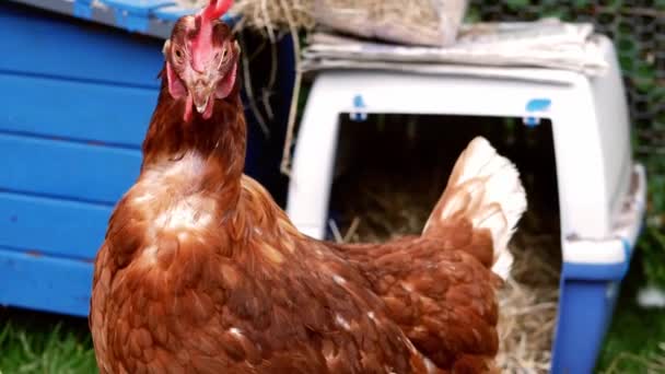 Hens roam free in farmyard looking around — Vídeo de Stock