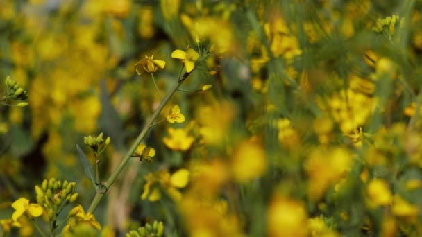 Flor de colza aislada sobre fondo amarillo — Vídeos de Stock