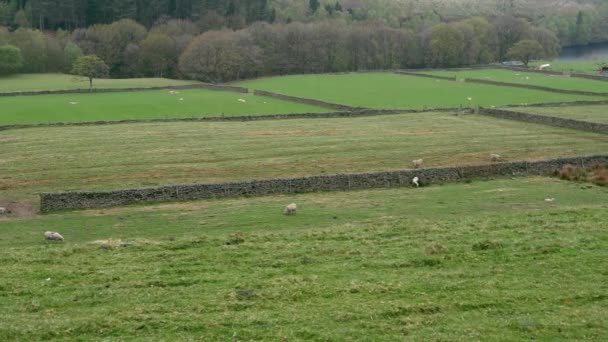 ヨークシャー地方の羊農場の土地｜イングランド地方 — ストック動画