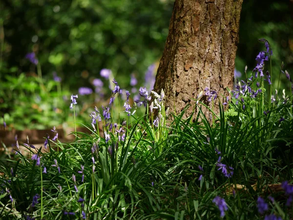 Bluebell wildflowers growing round tree trunk in woodland — Stok fotoğraf