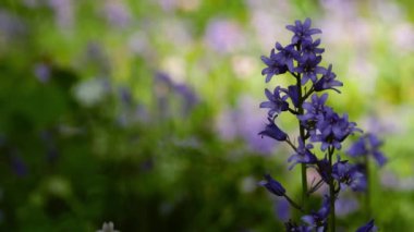 Ormanlık alanda yetişen BlueBell kır çiçekleri