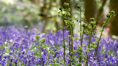 BlueBell 'de yetişen eğrelti otları. 
