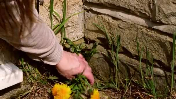 Woman removes dandelion weeds from path in garden — Stockvideo