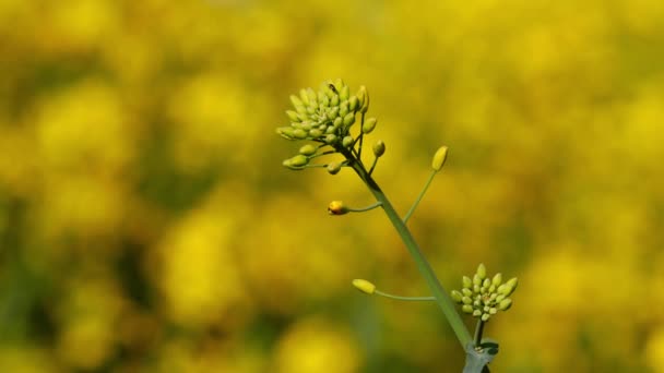 Flor de colza aislada sobre fondo amarillo — Vídeos de Stock