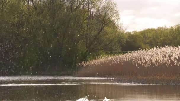 Water splashes on lake surrounded by reeds — Stockvideo