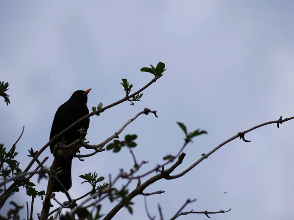 Blackbird British bird perched on tree branches — стокове фото