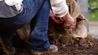 Nakliye için çuval dolusu ürün bağlayan işçiler