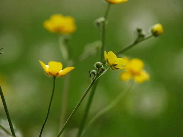 Gelbe Butterblume wilde Blumen auf grünem Hintergrund — Stockfoto