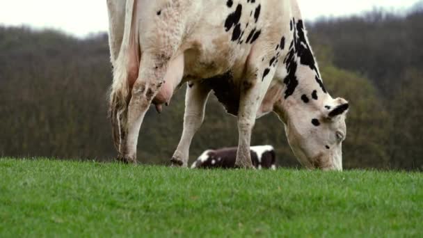 Black and white cow grazes on farmland white shot — Stok video