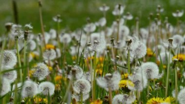 Karahindibalar bahar çayırlarında topları üflüyor. Nadas topraklarında yetişiyor. 