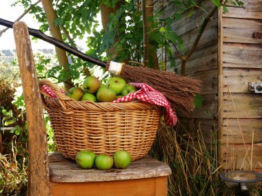Cadılar Bayramı için bir sepet taze elma ve süpürge sapı. 
