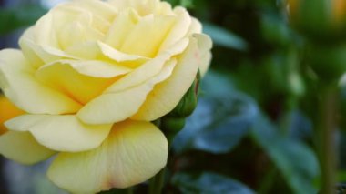 Sarı gül, gül çalılığında yetişir.