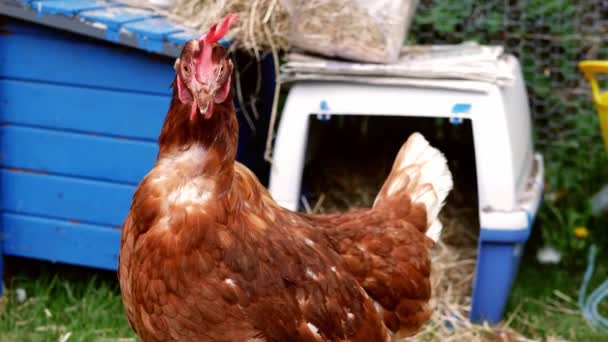 Hens roam free in farmyard looking around — Video Stock