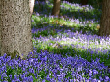 BlueBell kır çiçekleri orman tepe örtüsünü kaplar.