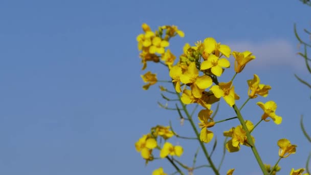 Planta Colza Floreciendo Plena Floración Cerca Zoom Cámara Lenta Tiro — Vídeos de Stock