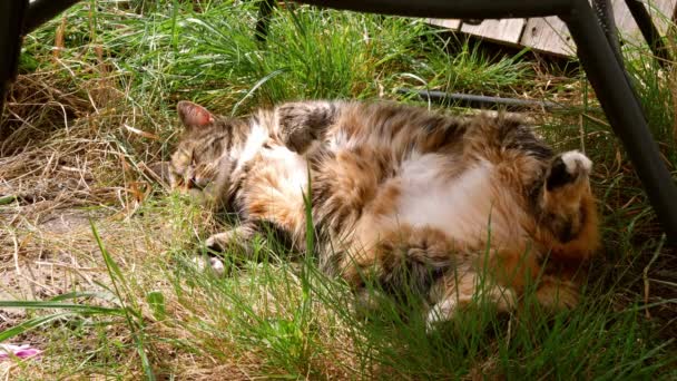 上了年纪的猫在花园的阴影中放松了下来 在炎热的日子里 中等慢动作投篮选择了焦点 — 图库视频影像