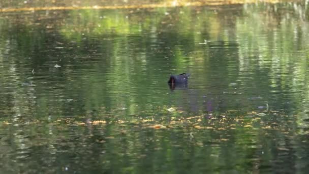 云雀栖息在金绿柔和的涟漪上 在湖面上缓缓摇曳 选择性地聚焦 — 图库视频影像
