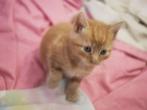 Mignon Adorable Gingembre Bébé Chaton Portrait Moyen Sélectif Focus Shot — Photo