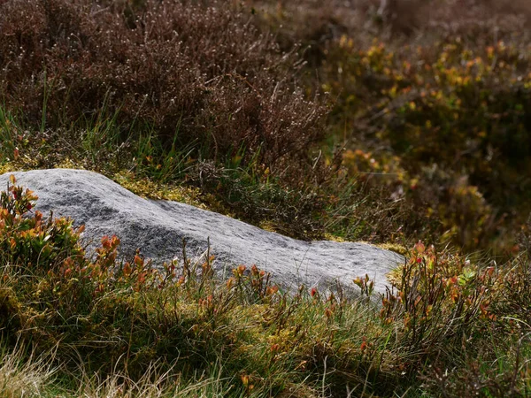 Erica Selvatica Cresce Intorno Alla Pietra Nello Yorkshire Dales Inghilterra — Foto Stock