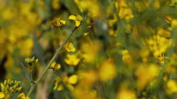 Planta Colza Floración Aislada Sobre Fondo Amarillo Cerca Zoom Hacia — Vídeos de Stock