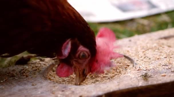 Hühner Ernähren Sich Von Körnern Medium Shot Zeitlupe Zoomen Selektiven — Stockvideo