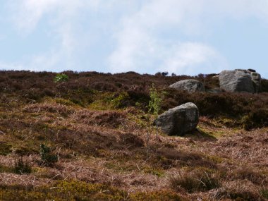 Vahşi fundalık Yorkshire Dales İngiltere 'de taşın etrafında yetişir.