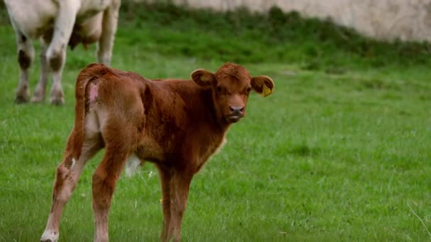 農家のフィールドで茶色の子牛は カメラの中に見える撮影ズームアウトスローモーション選択的フォーカス — ストック動画
