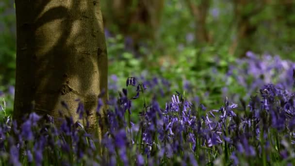 Bluebell Wildblumen Die Wäldern Wachsen Geflecktes Licht Medium Shot Zeitlupe — Stockvideo