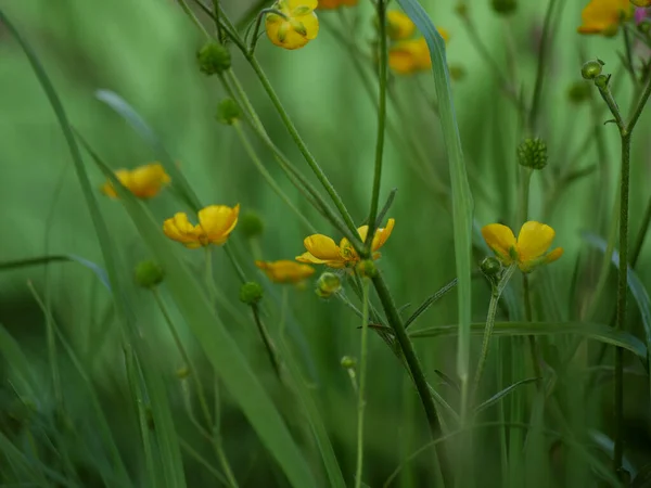 Gelbe Butterblume Wilde Blumen Auf Grünem Hintergrund Nahaufnahme Selektiver Fokus — Stockfoto