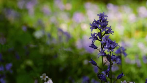 Rosa Blåklocka Vilda Blommor Som Växer Skogen Närbild Skott Selektivt — Stockvideo