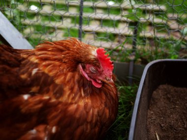 Çiftlik bahçesinde uyuyan tavuk. Seçici odak noktası.